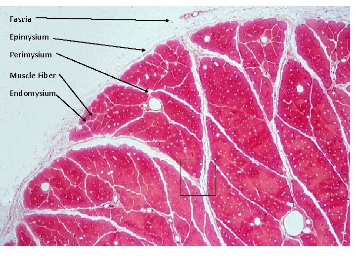 Fascia Epimysium Perimysium Muscle Fiber Endomysium 