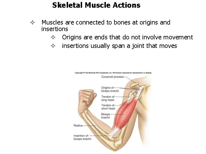 Skeletal Muscle Actions Muscles are connected to bones at origins and insertions Origins are