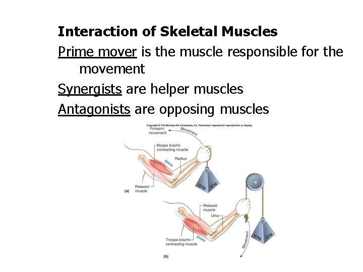 Interaction of Skeletal Muscles Prime mover is the muscle responsible for the movement Synergists