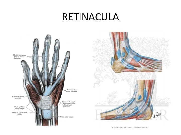 RETINACULA 