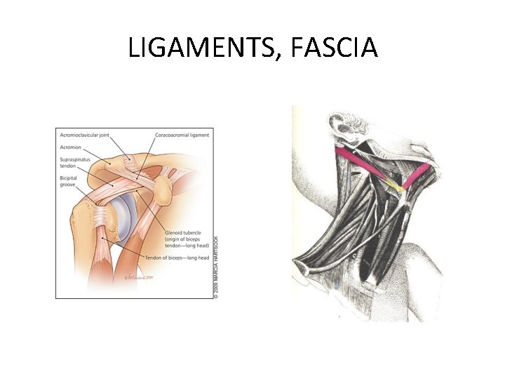 LIGAMENTS, FASCIA 