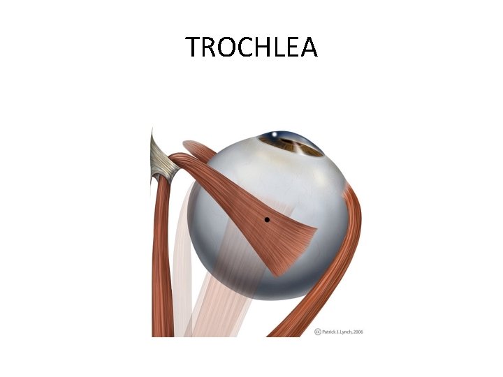 TROCHLEA 