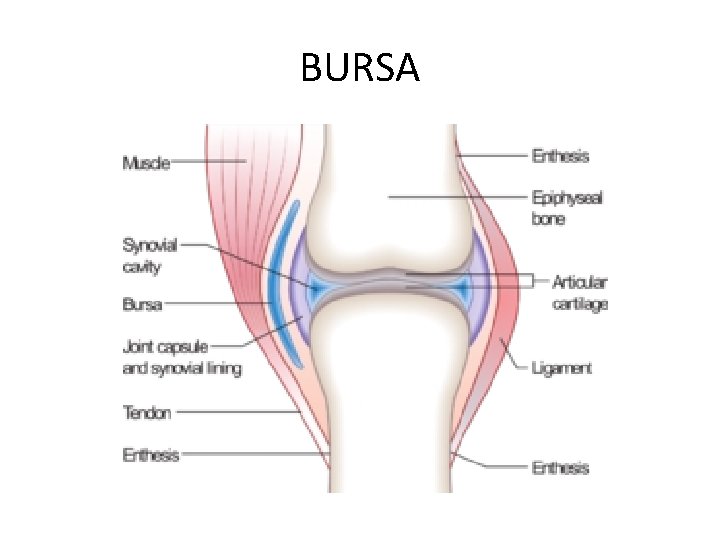 BURSA 