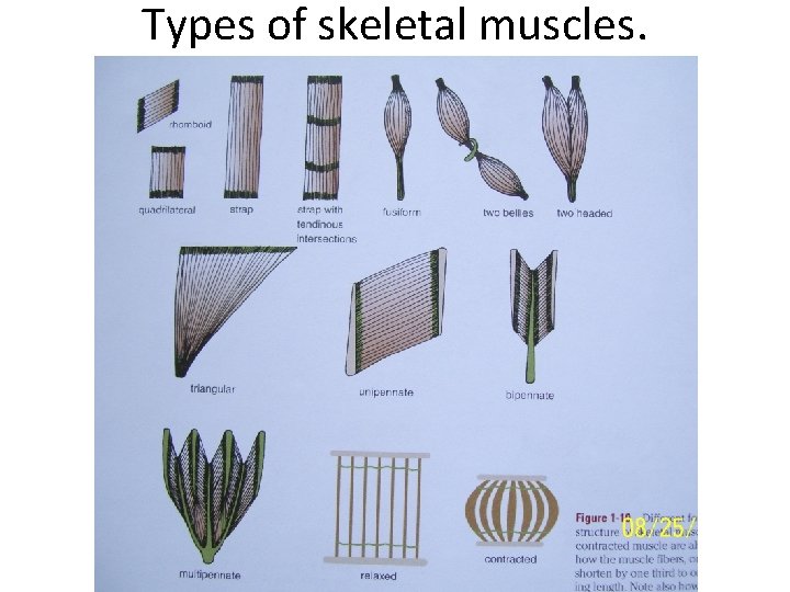 Types of skeletal muscles. 