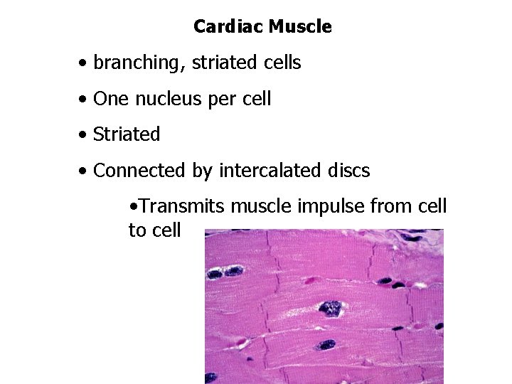 Cardiac Muscle • branching, striated cells • One nucleus per cell • Striated •