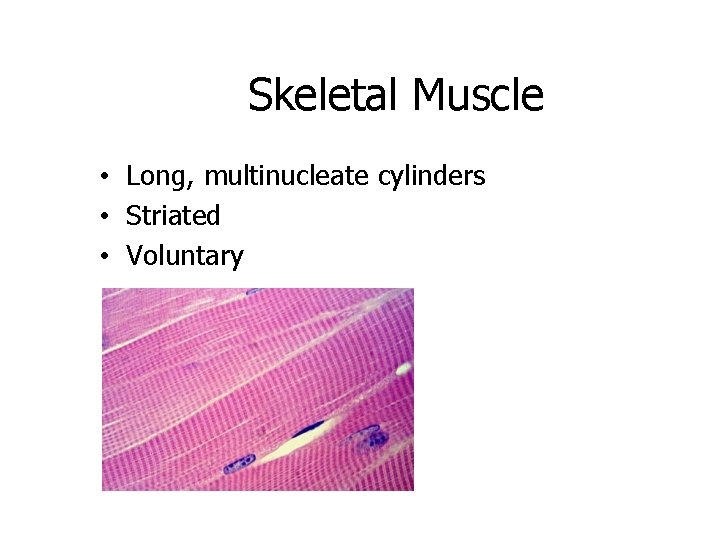 Skeletal Muscle • Long, multinucleate cylinders • Striated • Voluntary 