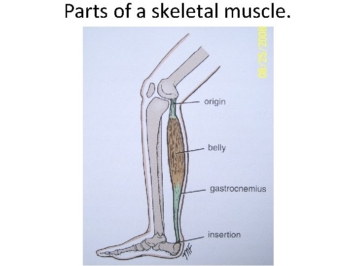 Parts of a skeletal muscle. 