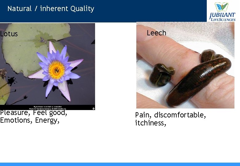 Natural / inherent Quality Lotus Pleasure, Feel good, Emotions, Energy, Leech Pain, discomfortable, itchiness,