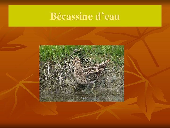 Bécassine d’eau 