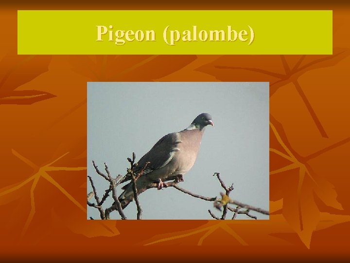 Pigeon (palombe) 
