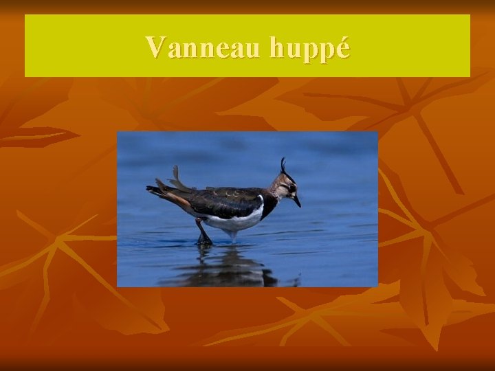 Vanneau huppé 