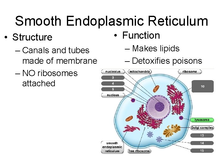 Smooth Endoplasmic Reticulum • Structure – Canals and tubes made of membrane – NO