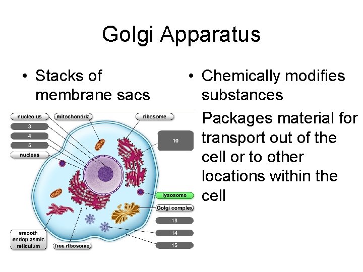 Golgi Apparatus • Stacks of membrane sacs • Chemically modifies substances • Packages material