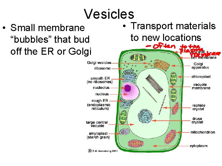 Vesicles • Small membrane “bubbles” that bud off the ER or Golgi • Transport