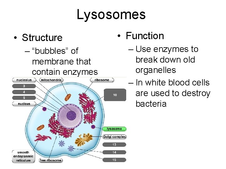 Lysosomes • Structure – “bubbles” of membrane that contain enzymes • Function – Use