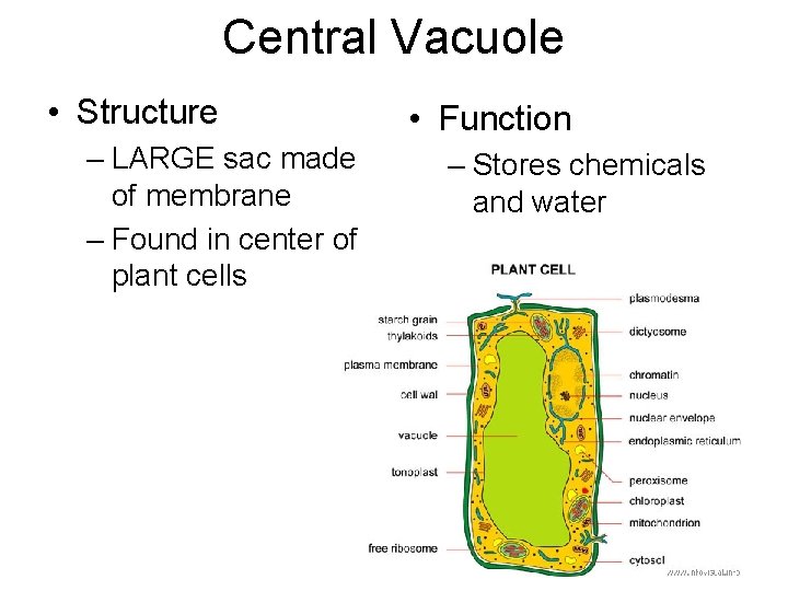 Central Vacuole • Structure – LARGE sac made of membrane – Found in center