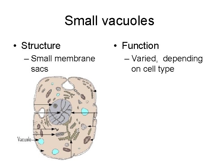 Small vacuoles • Structure – Small membrane sacs • Function – Varied, depending on