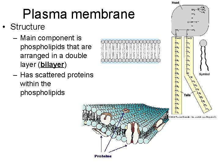 Plasma membrane • Structure – Main component is phospholipids that are arranged in a