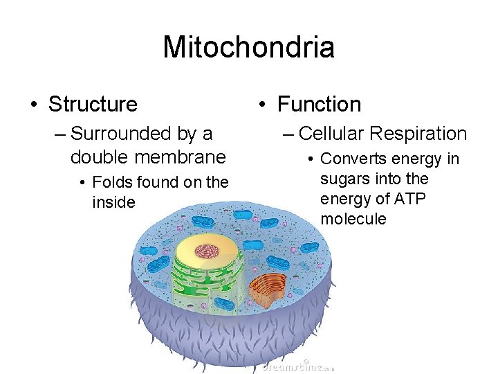 Mitochondria • Structure – Surrounded by a double membrane • Folds found on the
