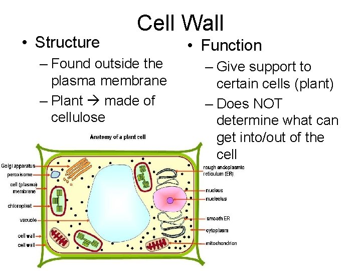  • Structure Cell Wall – Found outside the plasma membrane – Plant made