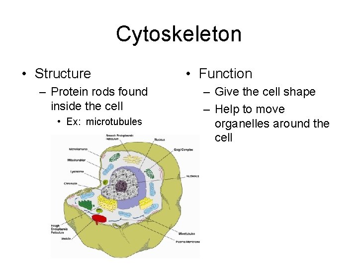 Cytoskeleton • Structure – Protein rods found inside the cell • Ex: microtubules •