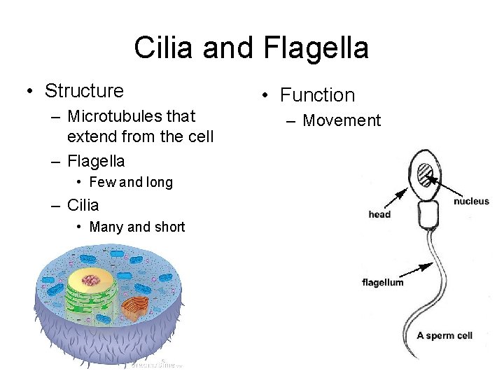 Cilia and Flagella • Structure – Microtubules that extend from the cell – Flagella
