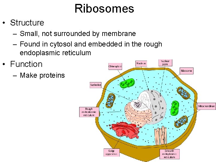 Ribosomes • Structure – Small, not surrounded by membrane – Found in cytosol and