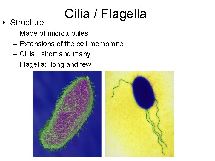  • Structure – – Cilia / Flagella Made of microtubules Extensions of the