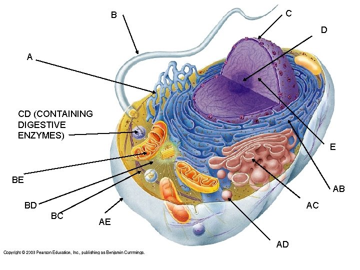 B C D A CD (CONTAINING DIGESTIVE ENZYMES) E BE AB BD AC BC