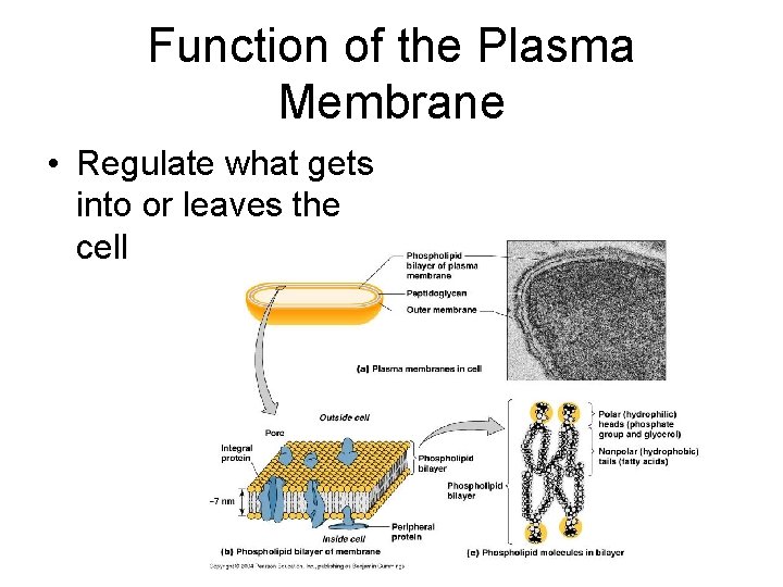 Function of the Plasma Membrane • Regulate what gets into or leaves the cell