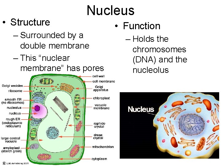  • Structure Nucleus – Surrounded by a double membrane – This “nuclear membrane”