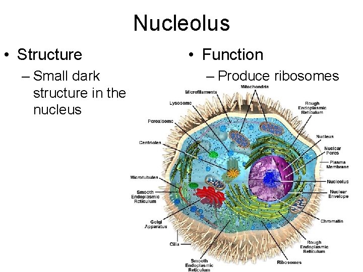 Nucleolus • Structure – Small dark structure in the nucleus • Function – Produce