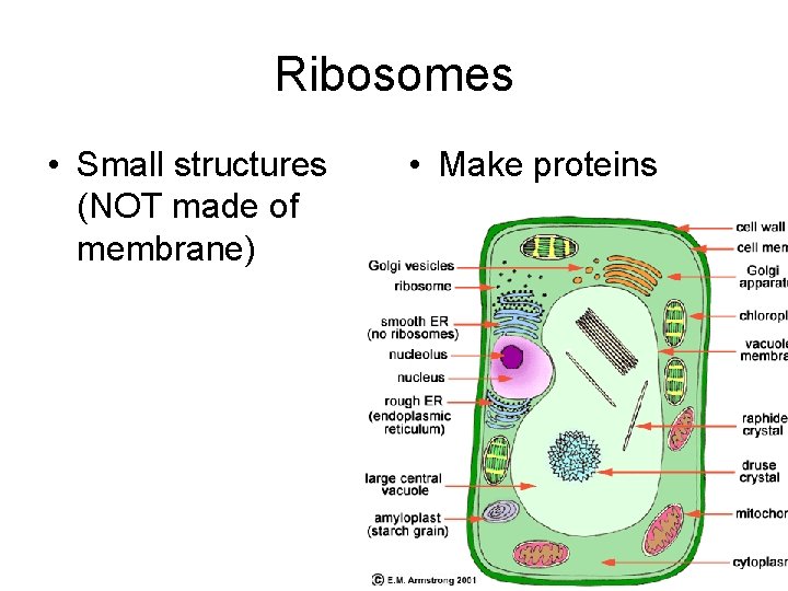 Ribosomes • Small structures (NOT made of membrane) • Make proteins 