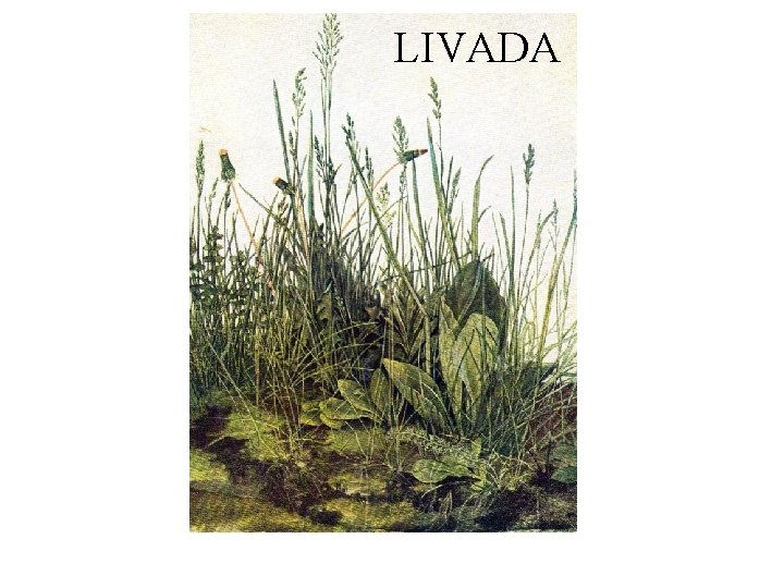 LIVADA 