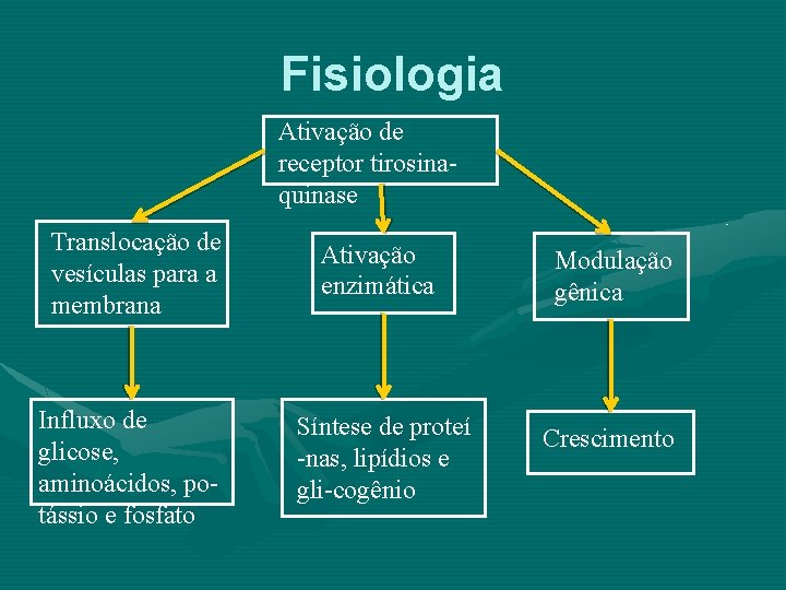 Fisiologia Ativação de receptor tirosinaquinase Translocação de vesículas para a membrana Ativação enzimática Modulação