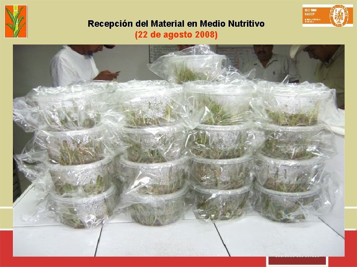 Recepción del Material en Medio Nutritivo (22 de agosto 2008) 