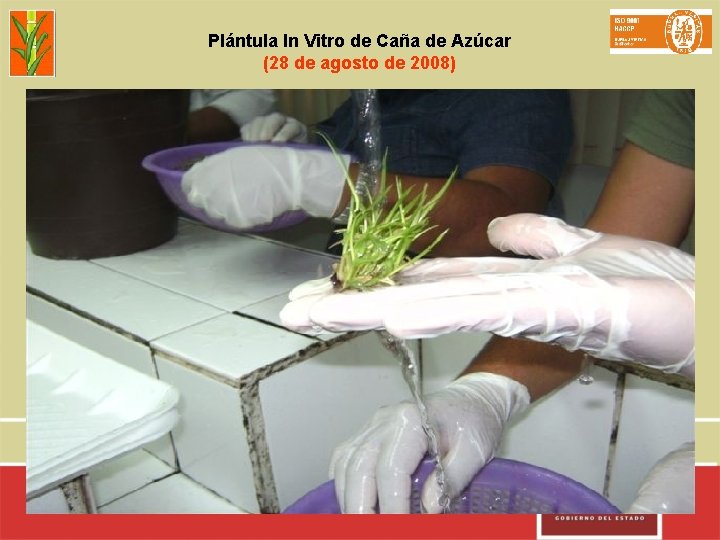 Plántula In Vitro de Caña de Azúcar (28 de agosto de 2008) 