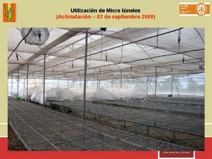 Utilización de Micro túneles (Aclimatación – 02 de septiembre 2008) 