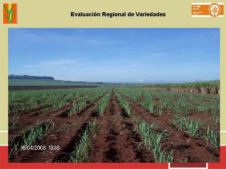 Evaluación Regional de Variedades 