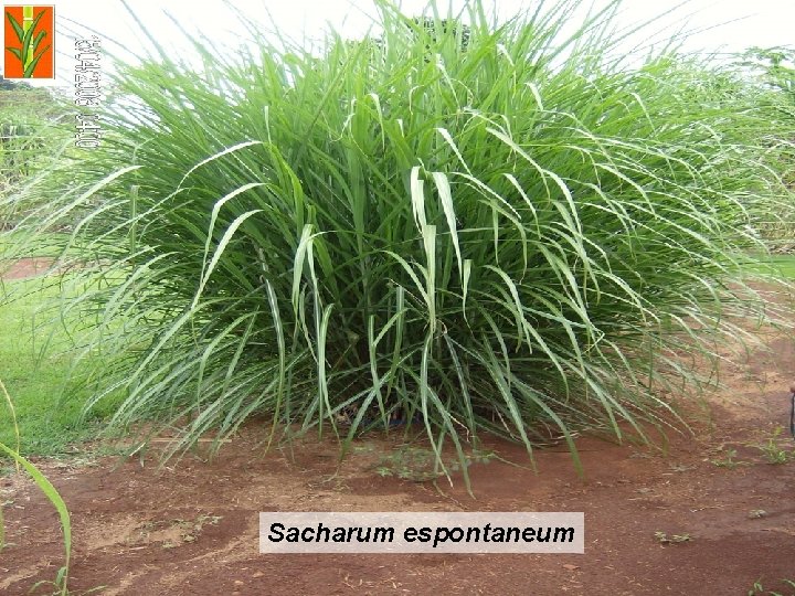 Sacharum espontaneum 