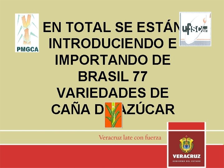 EN TOTAL SE ESTÁN INTRODUCIENDO E IMPORTANDO DE BRASIL 77 VARIEDADES DE CAÑA DE
