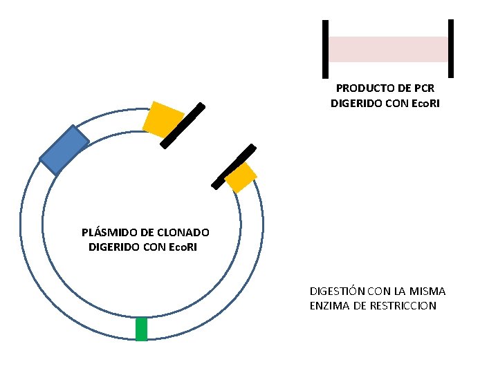 PRODUCTO DE PCR DIGERIDO CON Eco. RI PLÁSMIDO DE CLONADO DIGERIDO CON Eco. RI