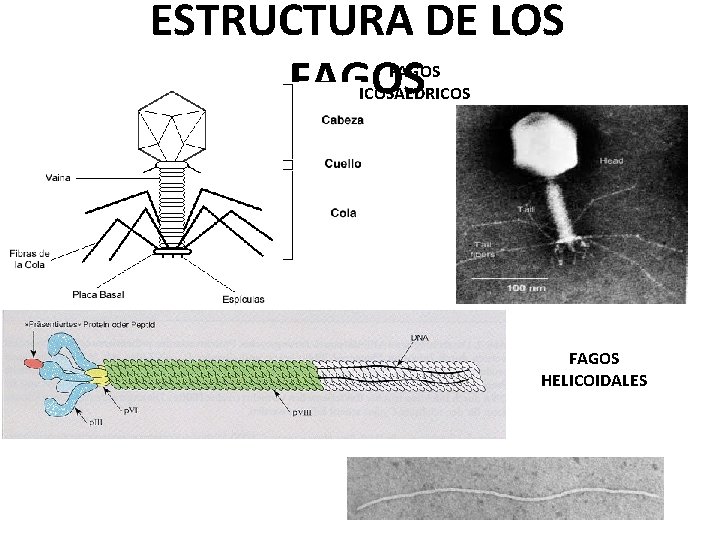 ESTRUCTURA DE LOS FAGOS ICOSAEDRICOS FAGOS HELICOIDALES 