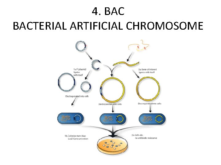 4. BACTERIAL ARTIFICIAL CHROMOSOME 