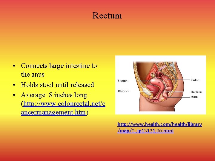 Rectum • Connects large intestine to the anus • Holds stool until released •
