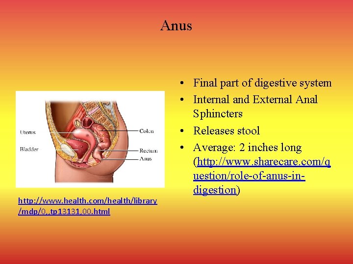 Anus http: //www. health. com/health/library /mdp/0, , tp 13131, 00. html • Final part