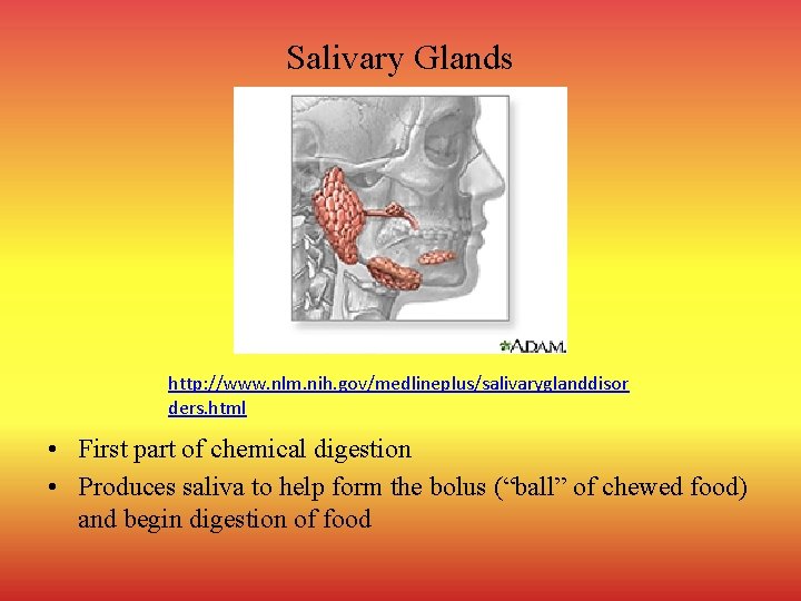 Salivary Glands http: //www. nlm. nih. gov/medlineplus/salivaryglanddisor ders. html • First part of chemical