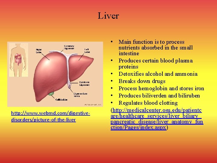Liver http: //www. webmd. com/digestivedisorders/picture-of-the-liver • Main function is to process nutrients absorbed in