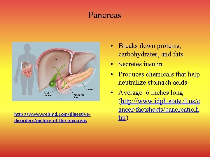 Pancreas http: //www. webmd. com/digestivedisorders/picture-of-the-pancreas • Breaks down proteins, carbohydrates, and fats • Secretes