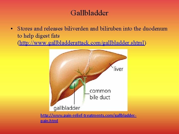 Gallbladder • Stores and releases biliverden and biliruben into the duodenum to help digest